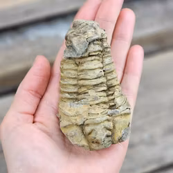 Trilobit fossil stor #18