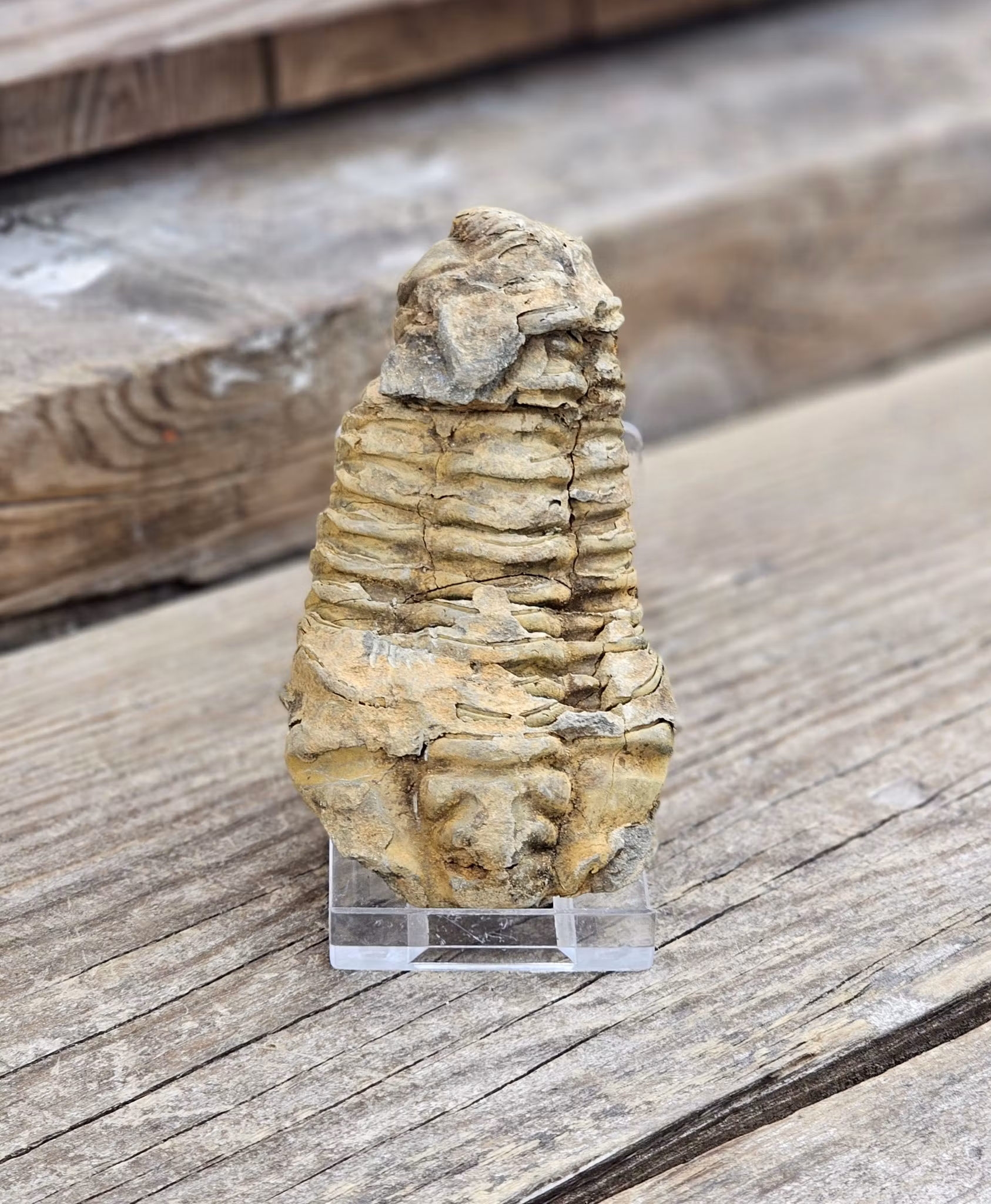 Trilobit fossil stor