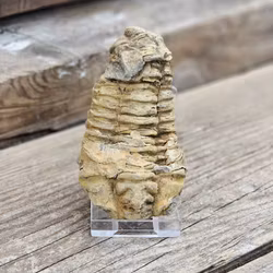 Trilobit fossil stor #18