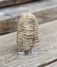 Trilobit fossil stor #19