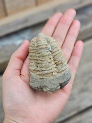 Trilobit fossil stor #20