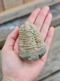 Trilobit fossil stor #20
