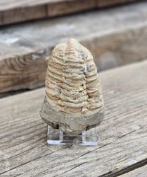 Trilobit fossil stor #20