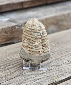 Trilobit fossil stor #20
