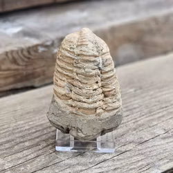 Trilobit fossil stor #20