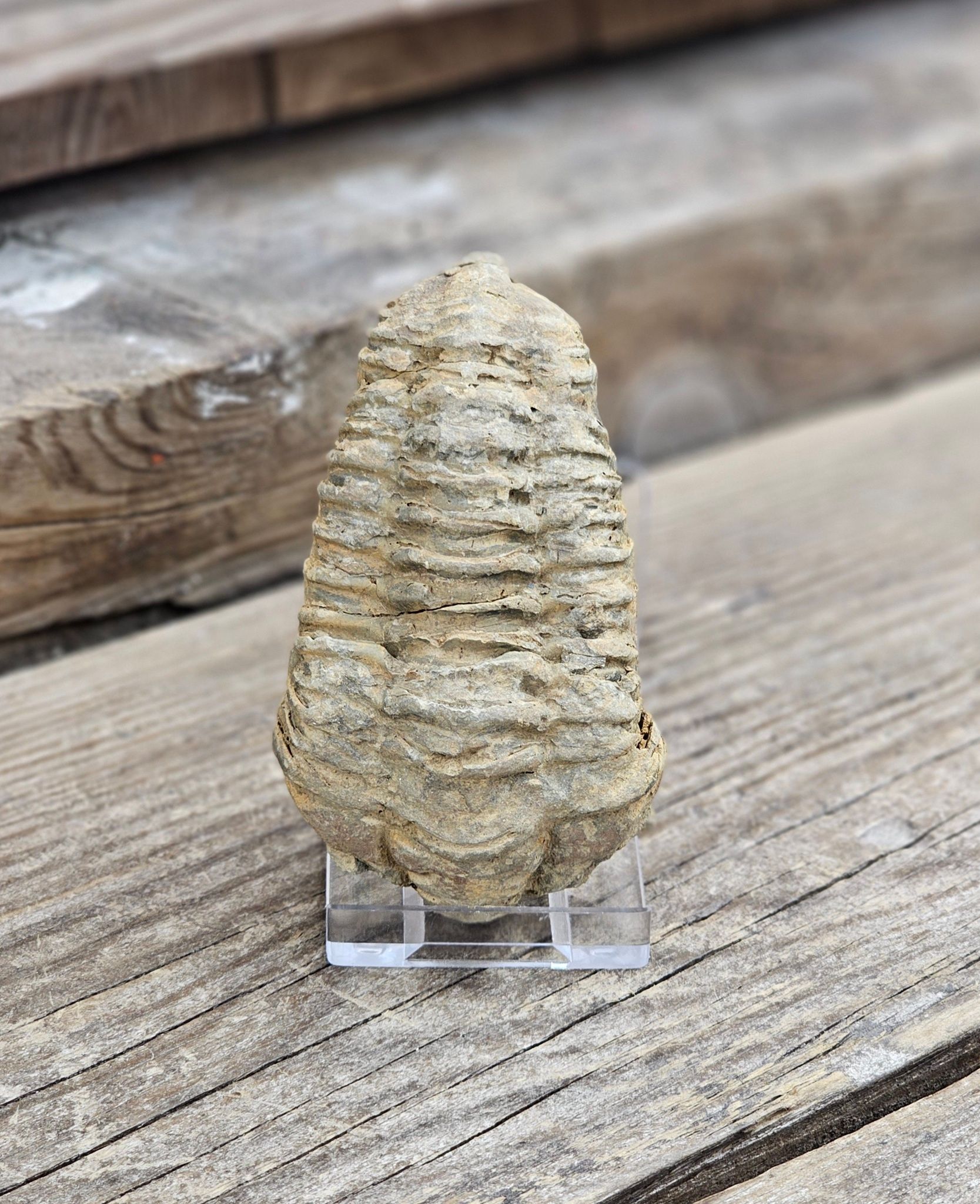 Trilobit fossil stor