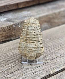 Trilobit fossil stor #21