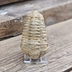 Trilobit fossil stor #21