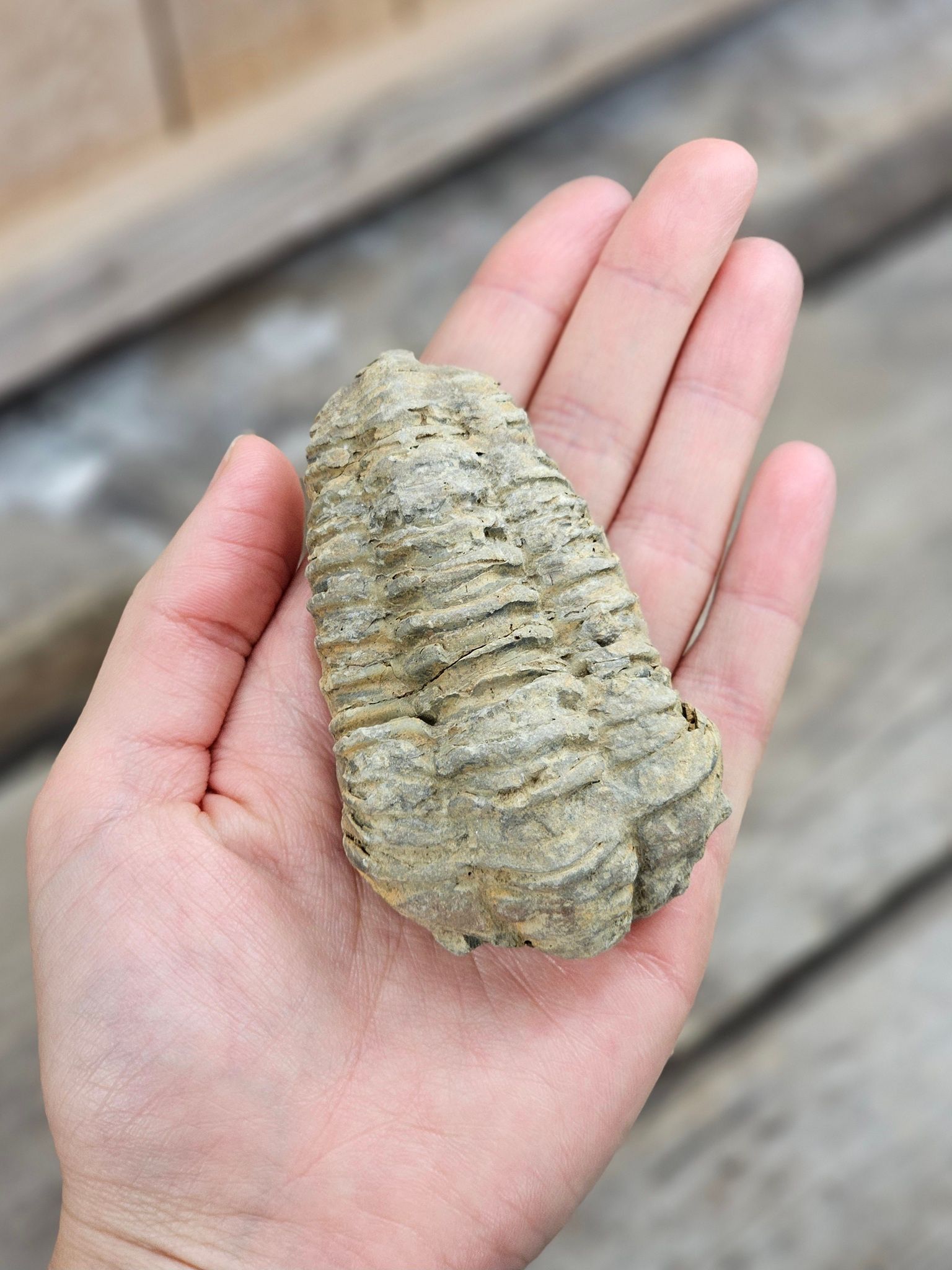 Trilobit fossil stor