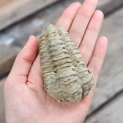 Trilobit fossil stor #21