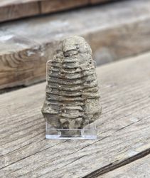 Trilobit fossil stor #22