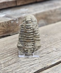 Trilobit fossil stor #22