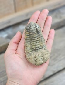 Trilobit fossil stor #24