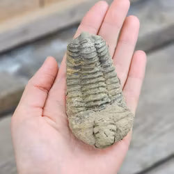 Trilobit fossil stor #24