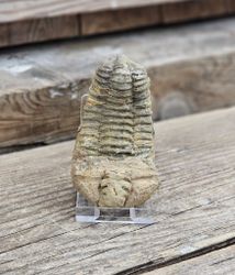 Trilobit fossil stor #24