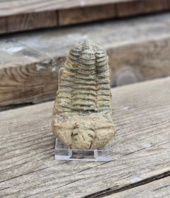 Trilobit fossil stor #24