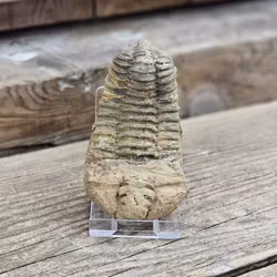 Trilobit fossil stor #24