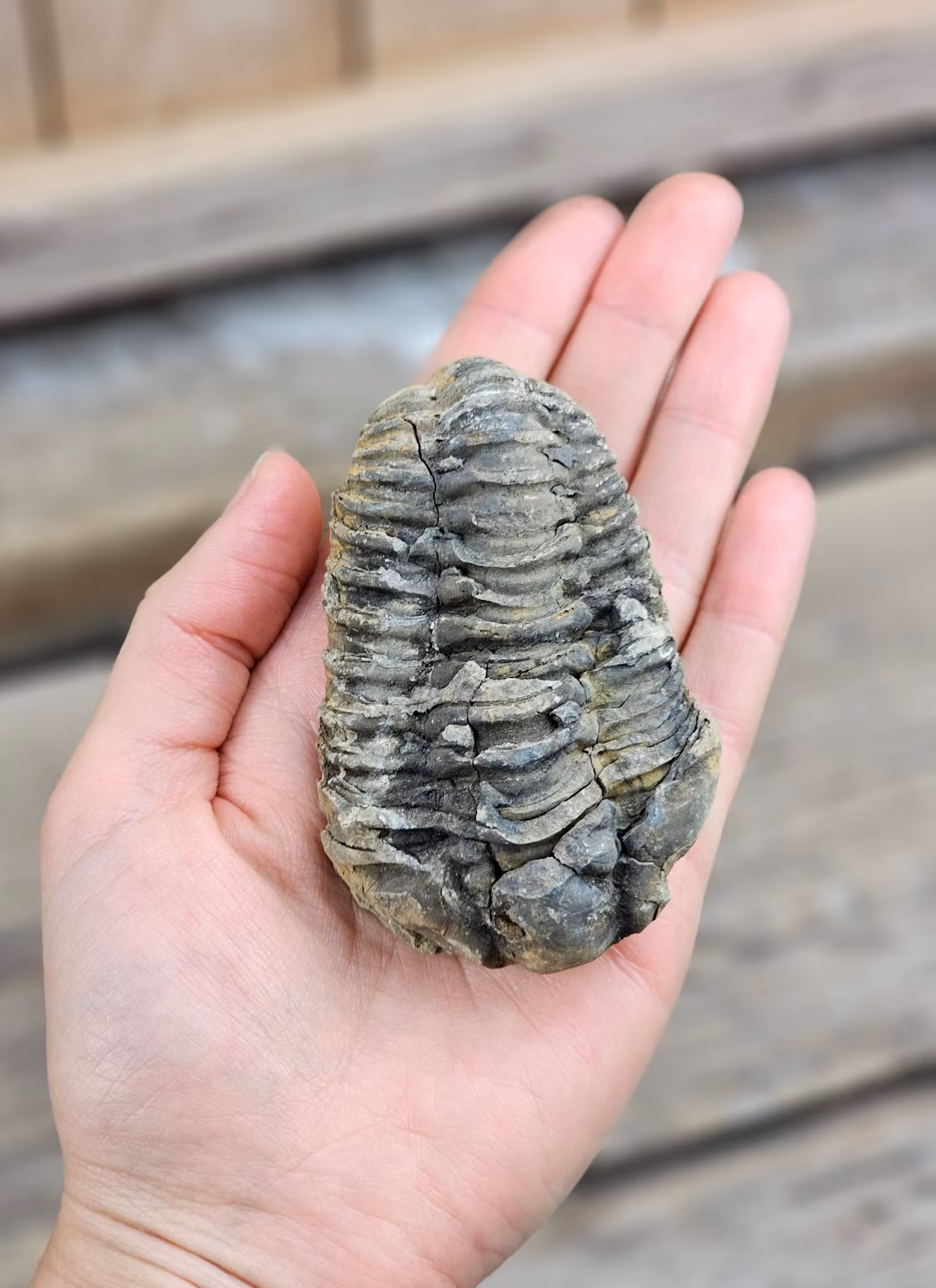 Trilobit fossil stor