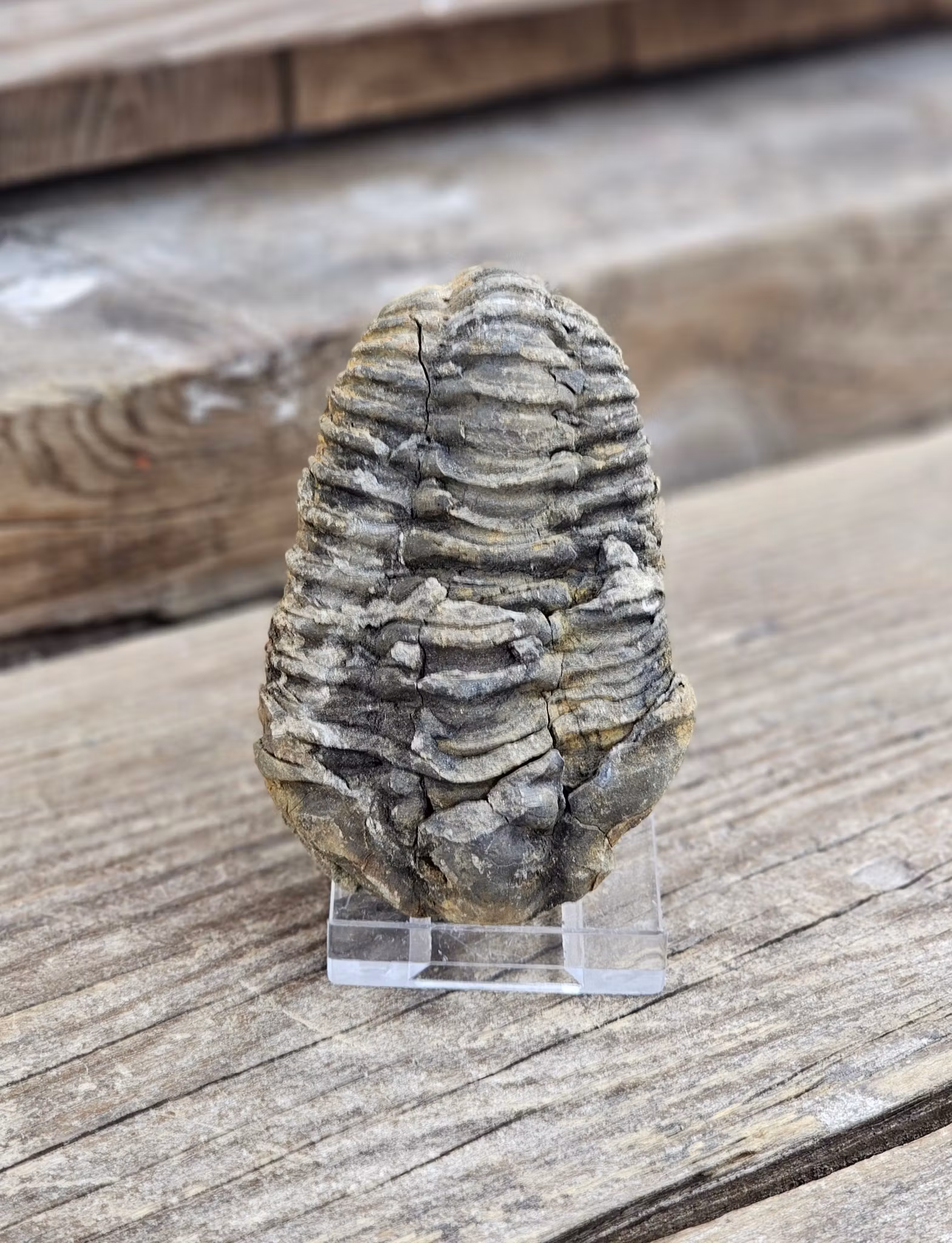 Trilobit fossil stor