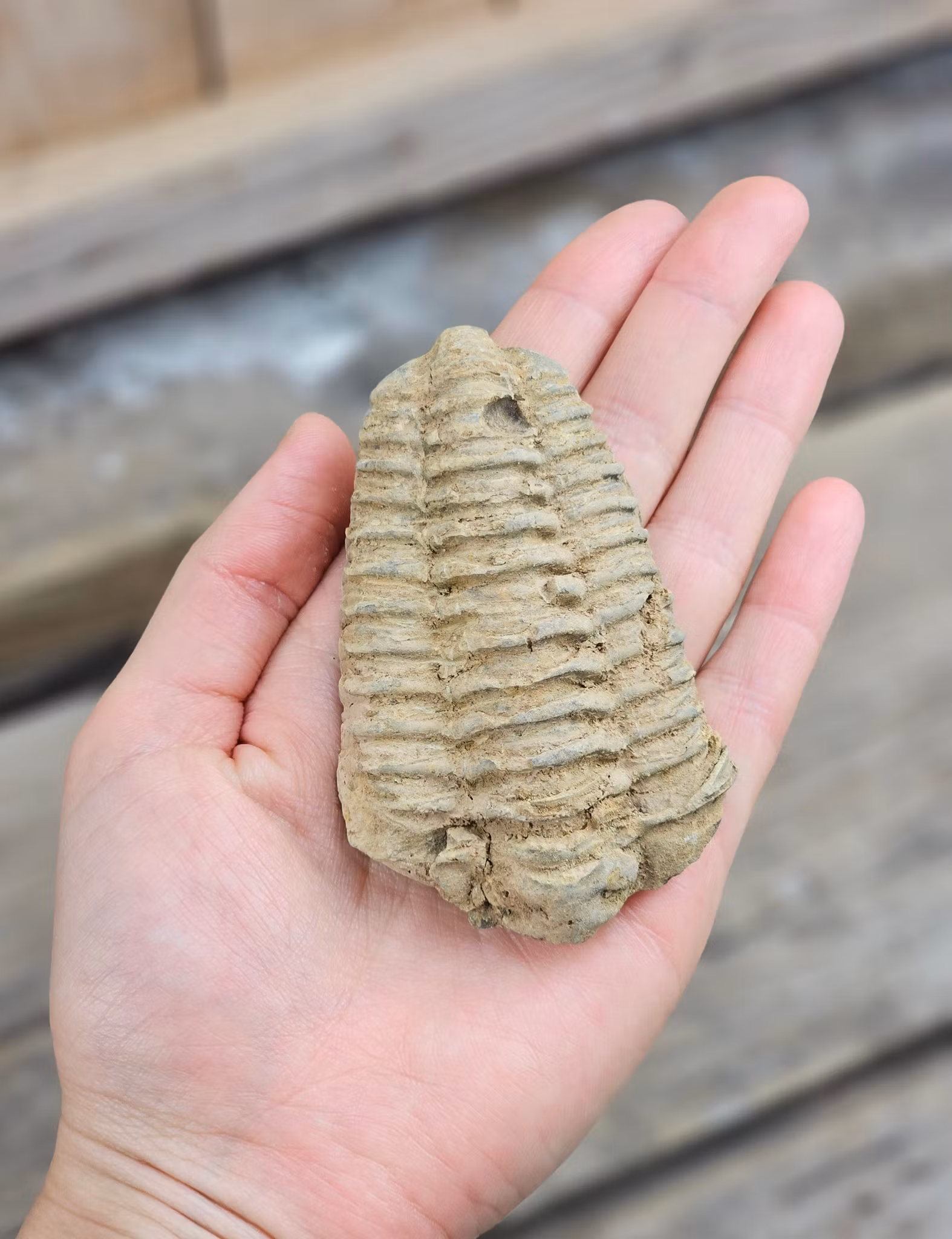 Trilobit fossil stor #28