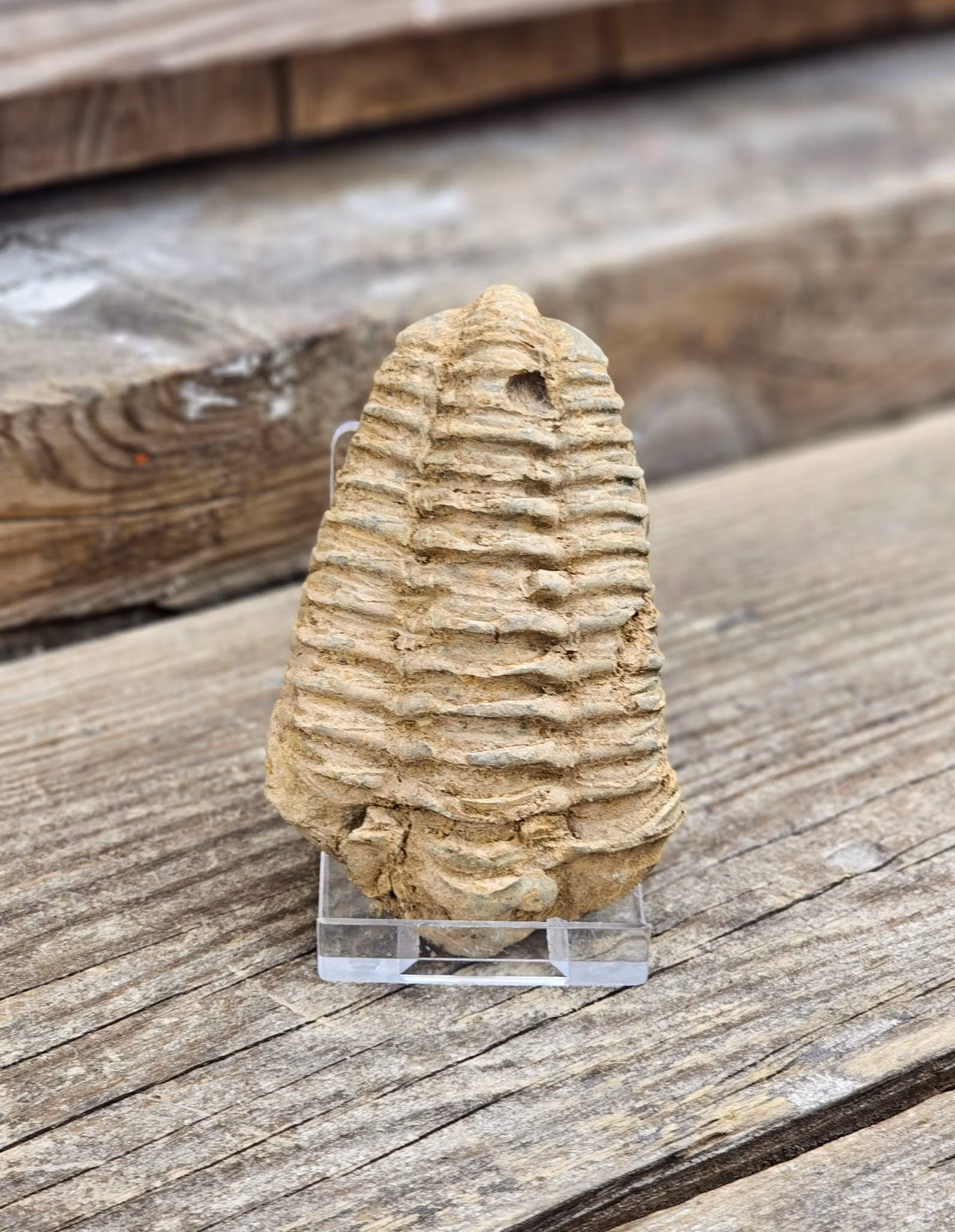 Trilobit fossil stor #28