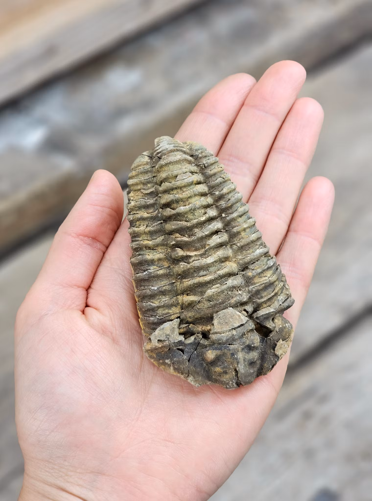 Trilobit fossil stor #29