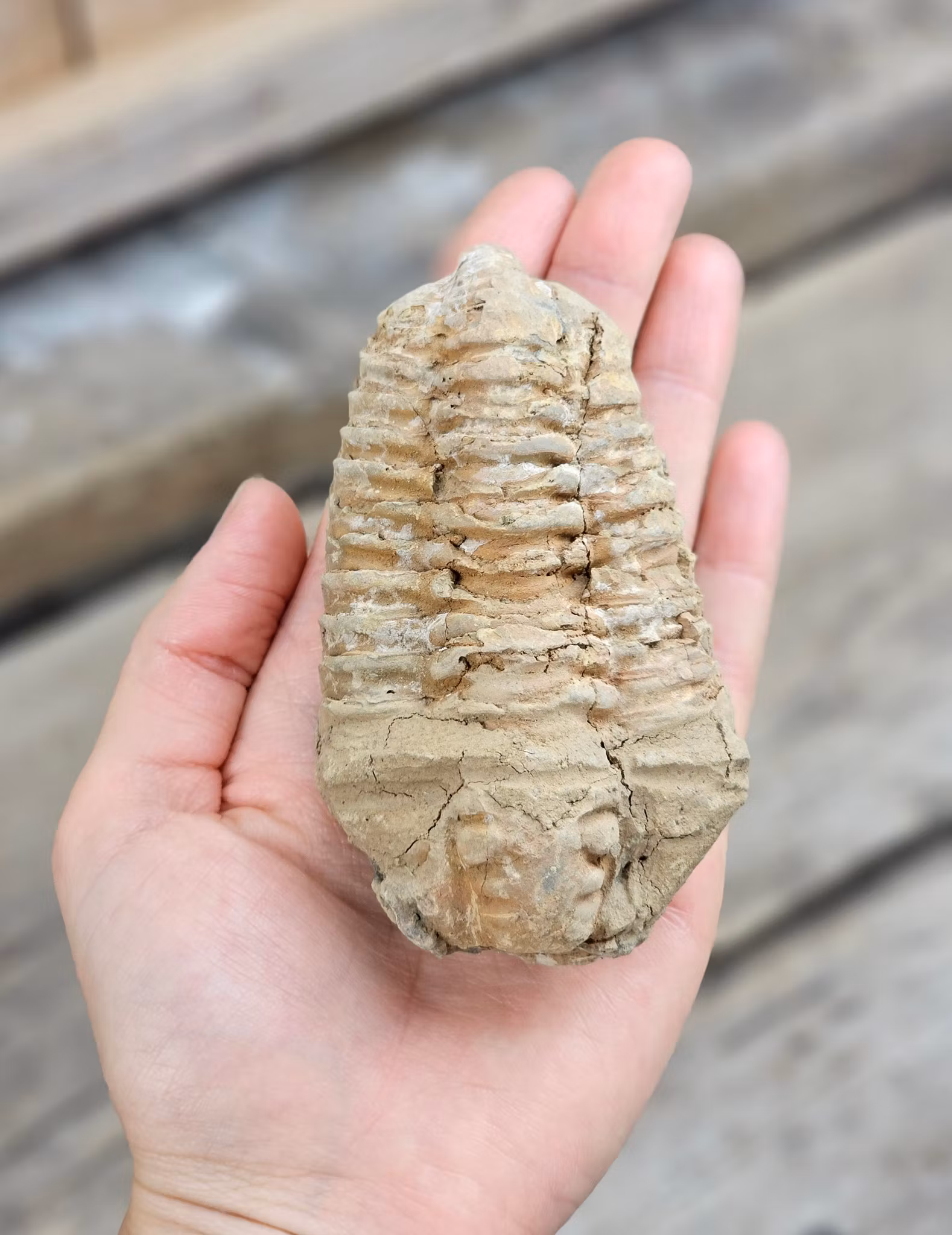 Trilobit fossil stor #30