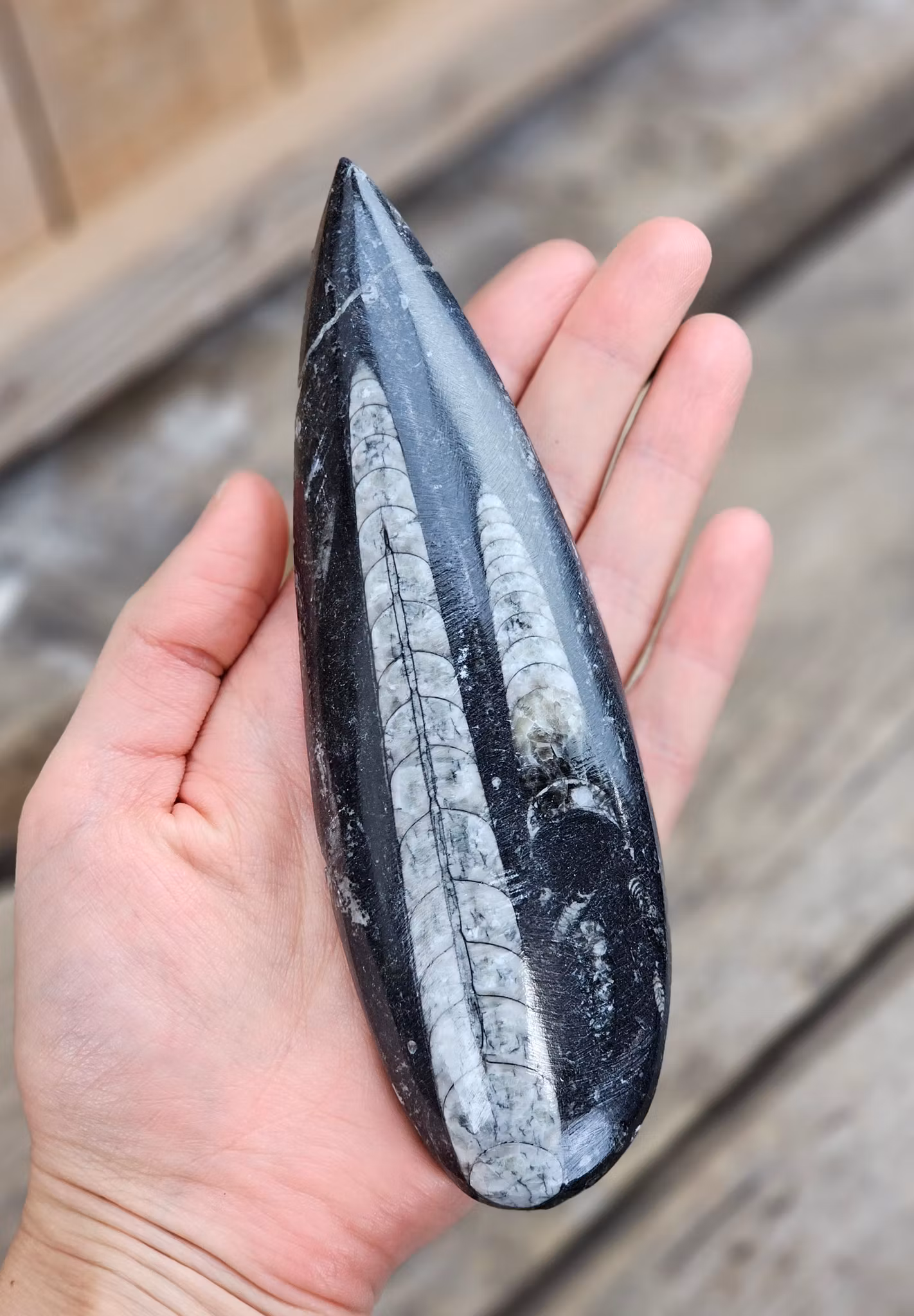 Ortoceratit fossil #1