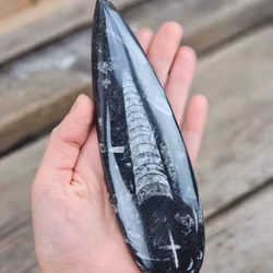 Ortoceratit fossil #10