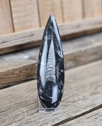 Ortoceratit fossil #10