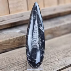 Ortoceratit fossil #10