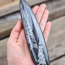Ortoceratit fossil #14