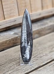 Ortoceratit fossil #14