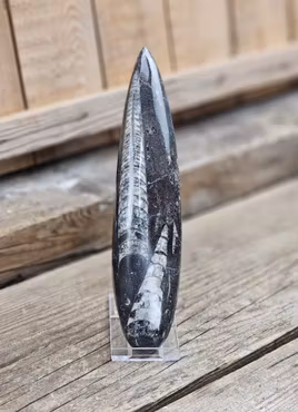 Ortoceratit fossil #14