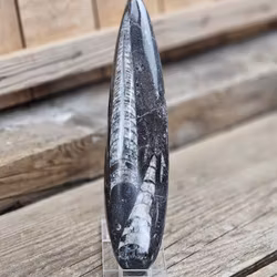 Ortoceratit fossil #14