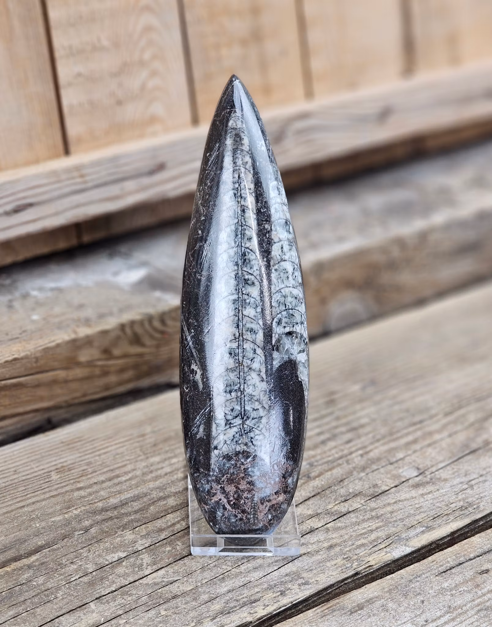 Ortoceratit fossil #16