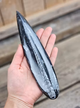 Ortoceratit fossil #18