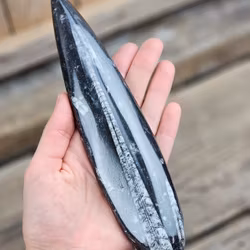 Ortoceratit fossil #18