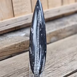 Ortoceratit fossil #18