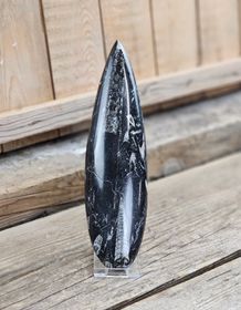 Ortoceratit fossil #19