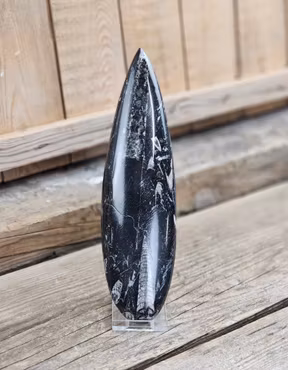 Ortoceratit fossil #19