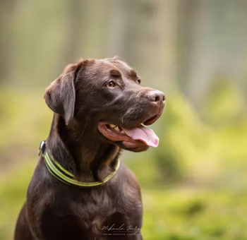 Smala halsband med reflex