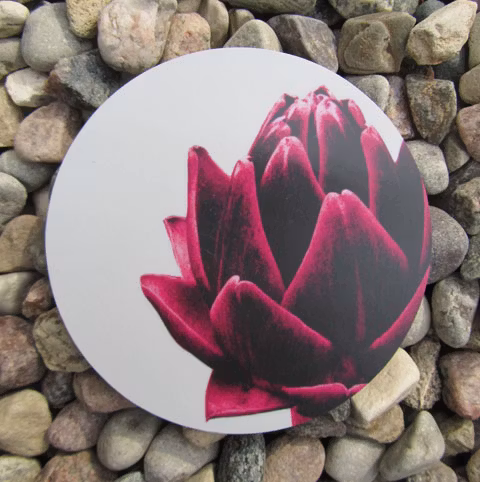 Coasters kronärtskocka - Jytte Olsson