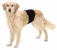 KISSKYDD HANHUND