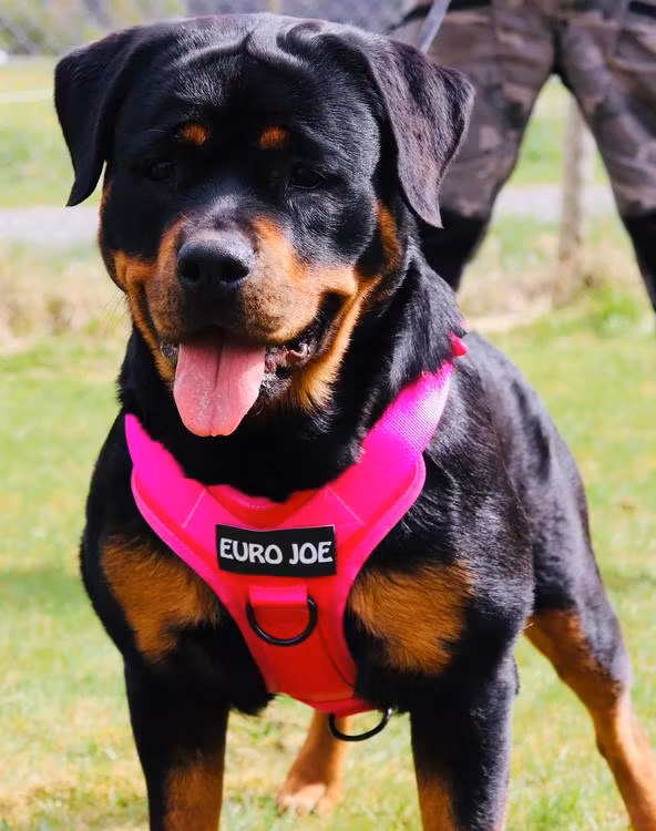 Hunde sele 'Tactical' i rosa