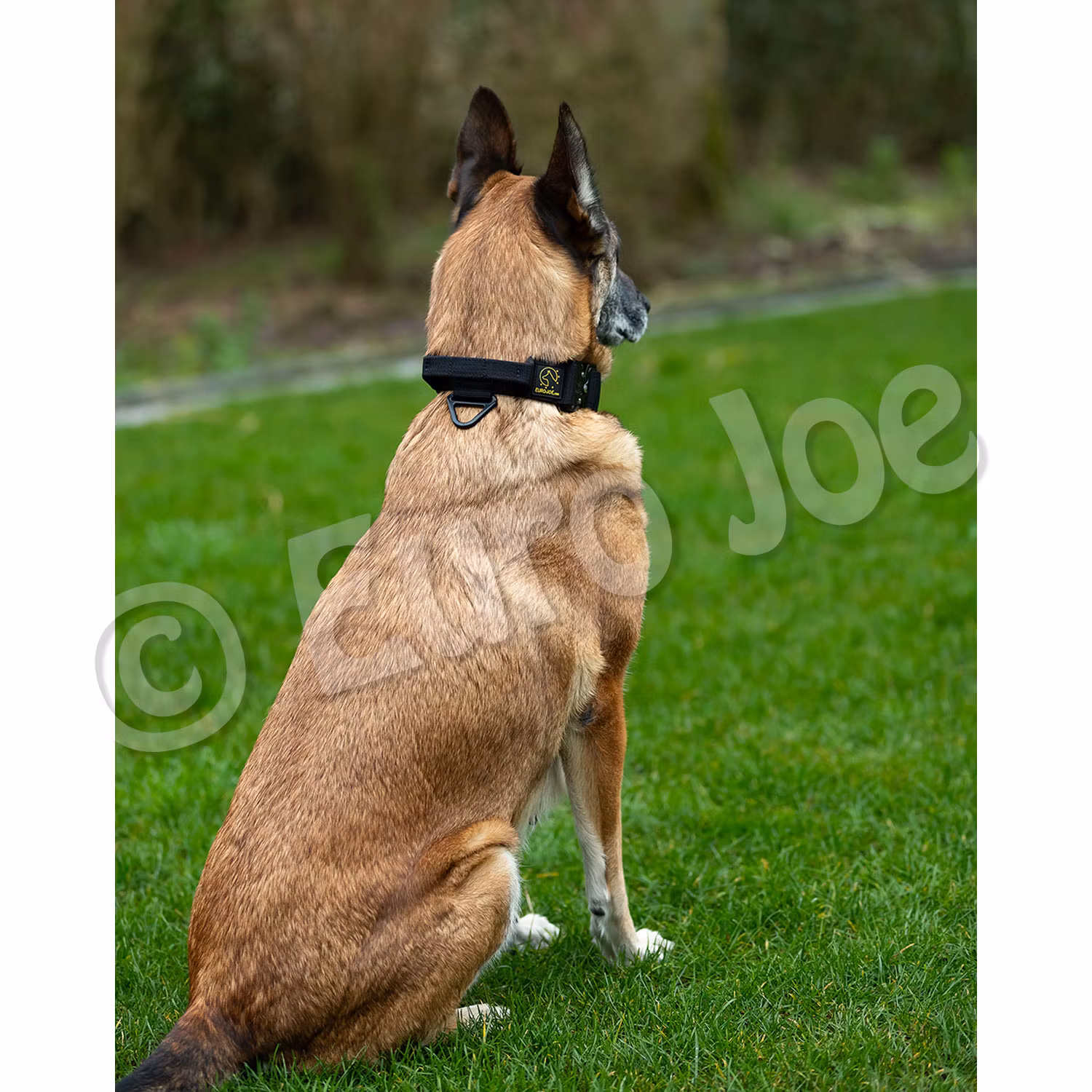 Euro Joe "Tactical Collar" 2.0 with handle