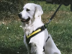 Hundsele MIM Allsafe