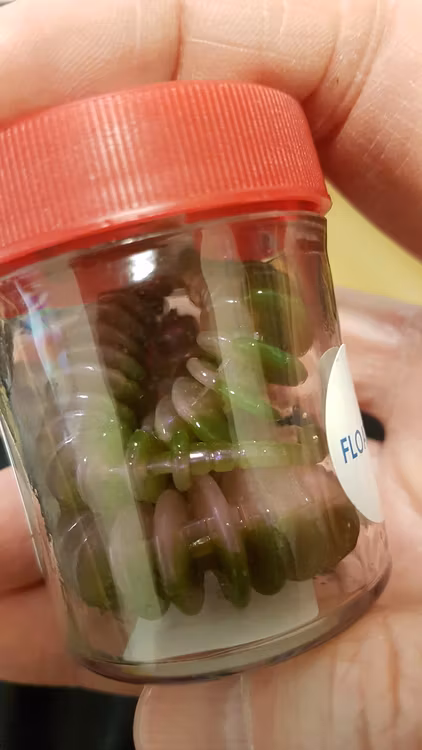 Shirasu Perch Dancer    5 pack á 5 st