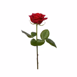 Röd ros Alla❤️dag