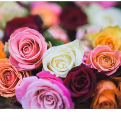 Ros bukett Alla❤dag